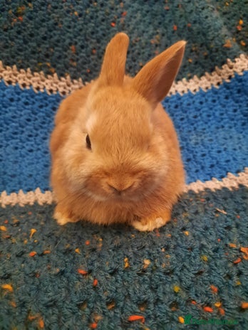 Netherland Dwarf rabbits Five Litters Of Netherland Dwarf Babies - Advert 5