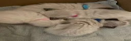Ragdoll cats for sale: Pedigree Ragdoll Kittens  - Advert 13