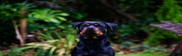 Rottweiler dogs for sale: Coco - Family friendly rottweiler in Chessington - Advert 6