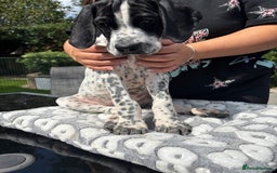 Pointer dogs for sale: ⭐️ LAST MALE PUP REMAINING!⭐️ - Image 22
