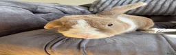 Mixed Breed rabbits for sale: Rabbit  in Blakeney - Advert 7