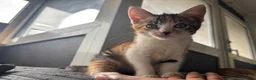 Mixed Breed cats for sale: 🐱 Six Kittens Looking for Loving Homes! 🐾 - Advert 21