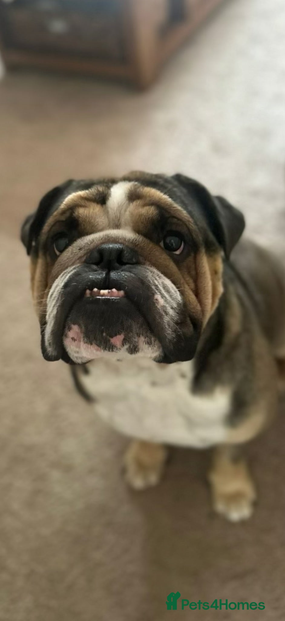 English Bulldog dogs Bulldog for rehoming  - Advert 1
