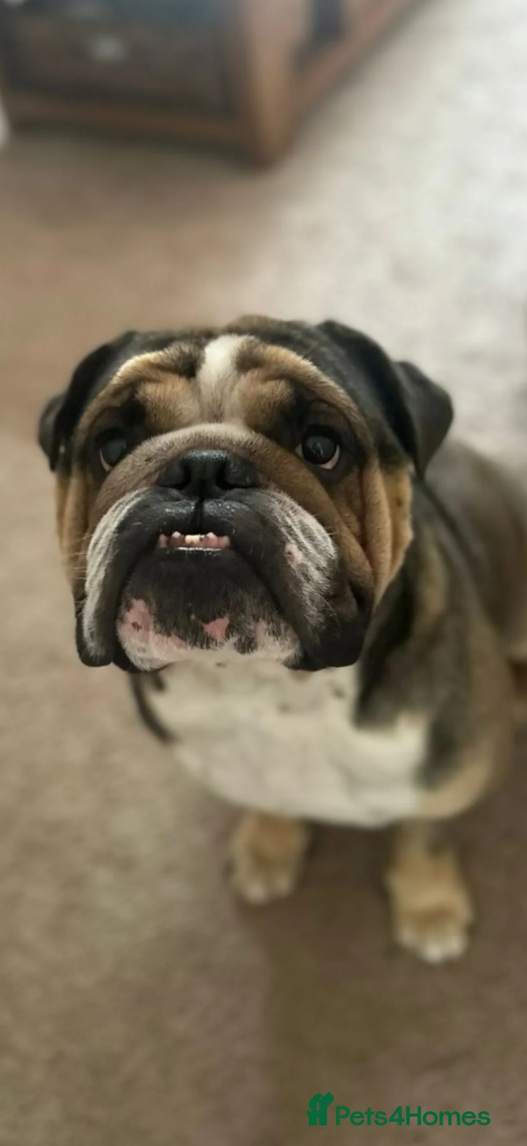 English Bulldog dogs for sale: Bulldog for rehoming  - Advert 1