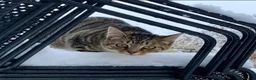 Savannah cats for sale: Stunning Savannah cross kittens, mum TICA reg - Advert 13