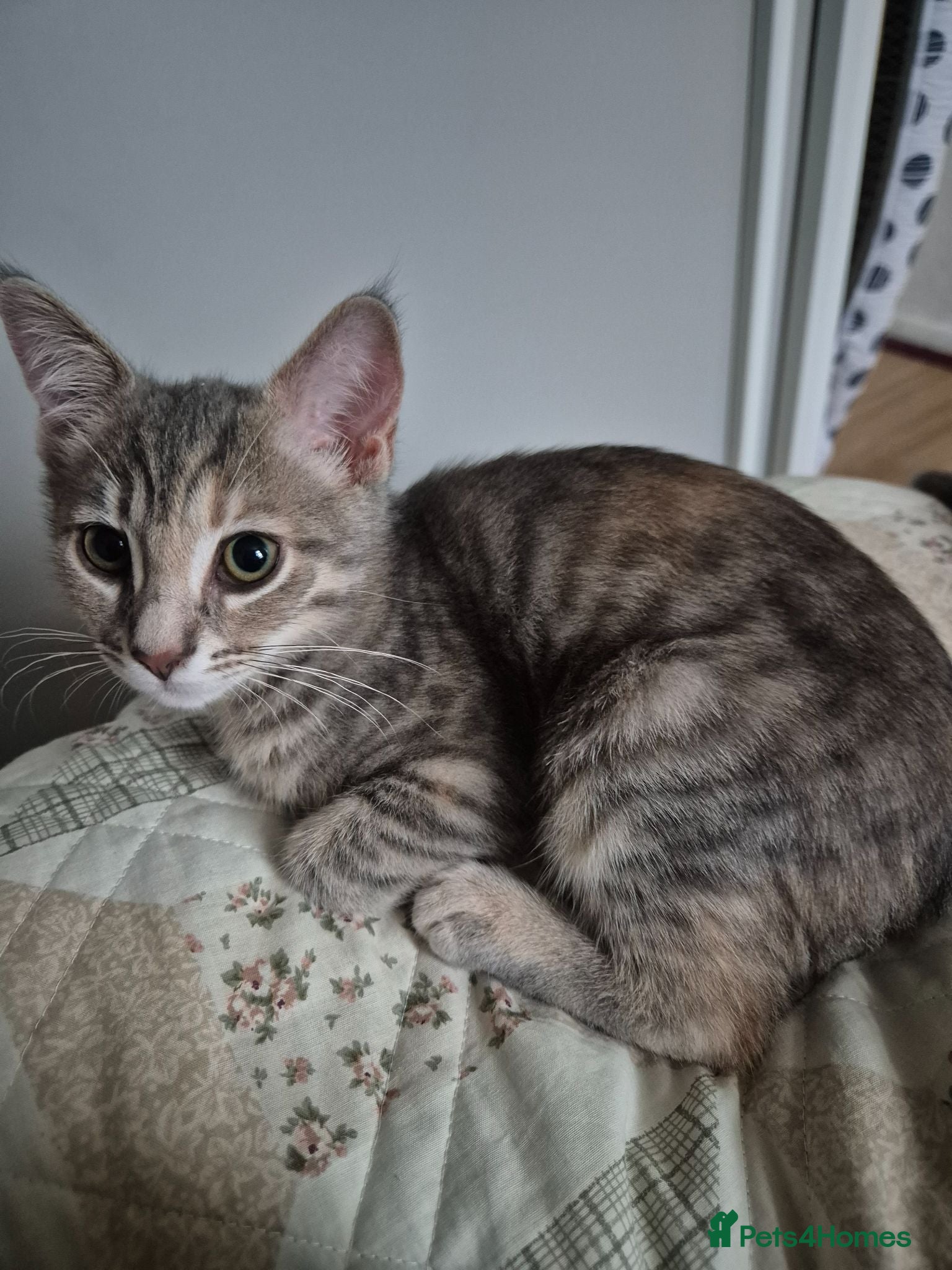 Mixed Breed cats Tabby female kitten / cat for sale +litterbox - Advert 1