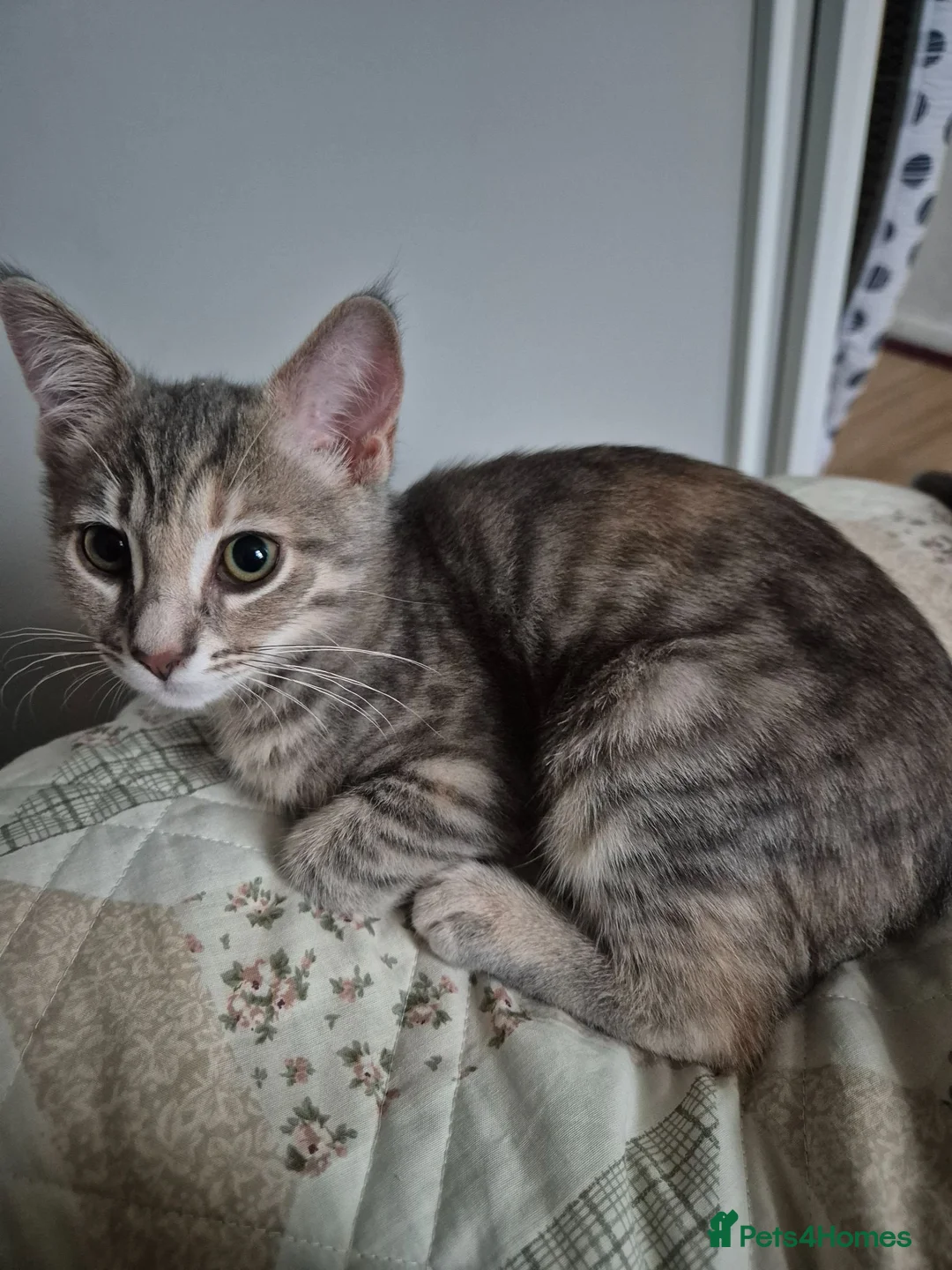 Mixed Breed cats for sale: Tabby female kitten / cat for sale +litterbox - Advert 1