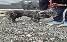 Mixed Breed dogs for adoption: MAGGIE - Image 7