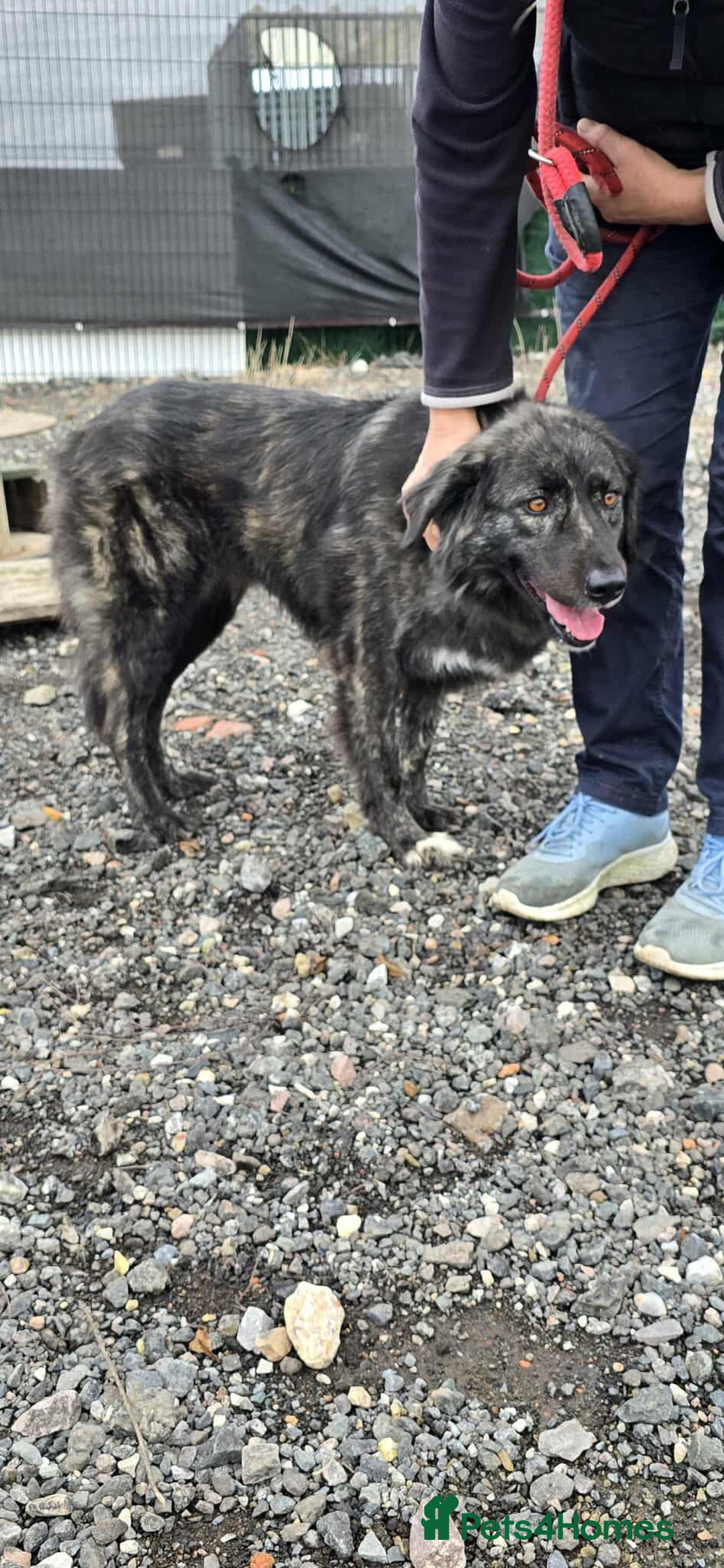 Mixed Breed dogs for adoption: MAGGIE - Image 7