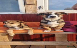 Mixed Breed dogs for adoption: 🎀 Tiny Zaza is Ready for Her Forever Home! - Image 8