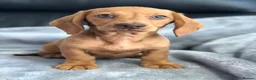 Dachshund dogs for sale: Dachshund Puppies - Advert 6