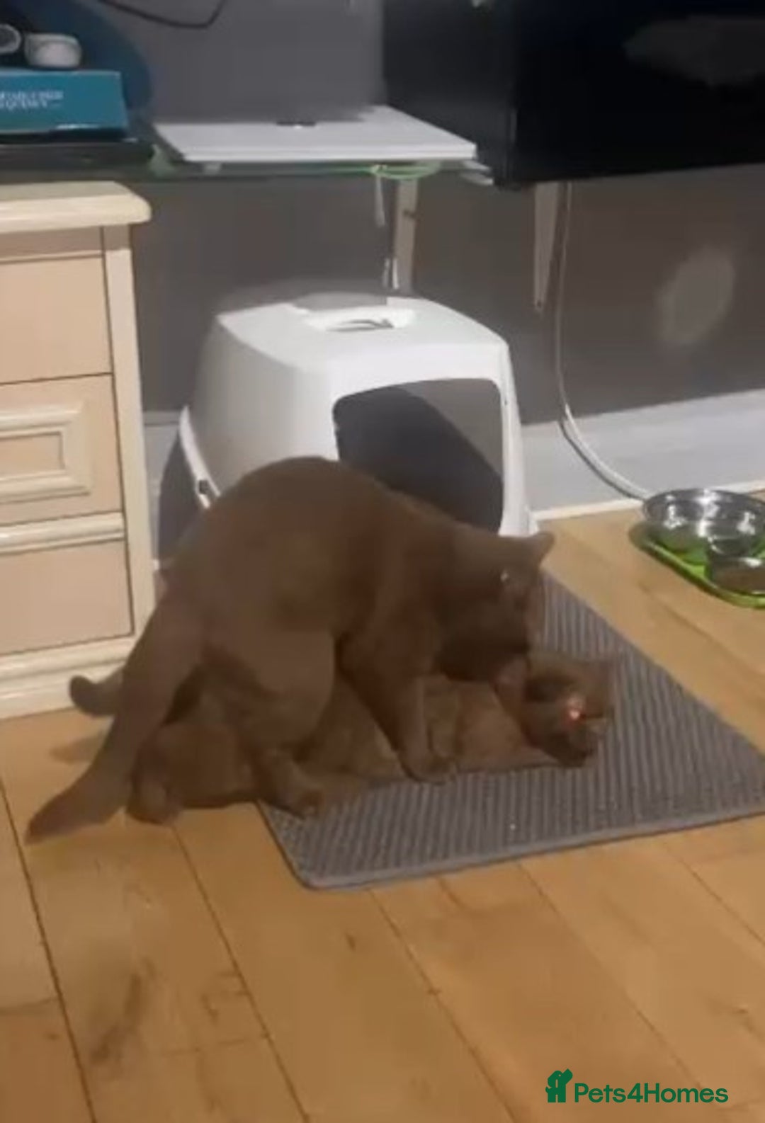 British Shorthair cats for stud: 💦CINNAMON🩸Blood B❣️GCCF & TICA 💙STUD only  - Advert 18