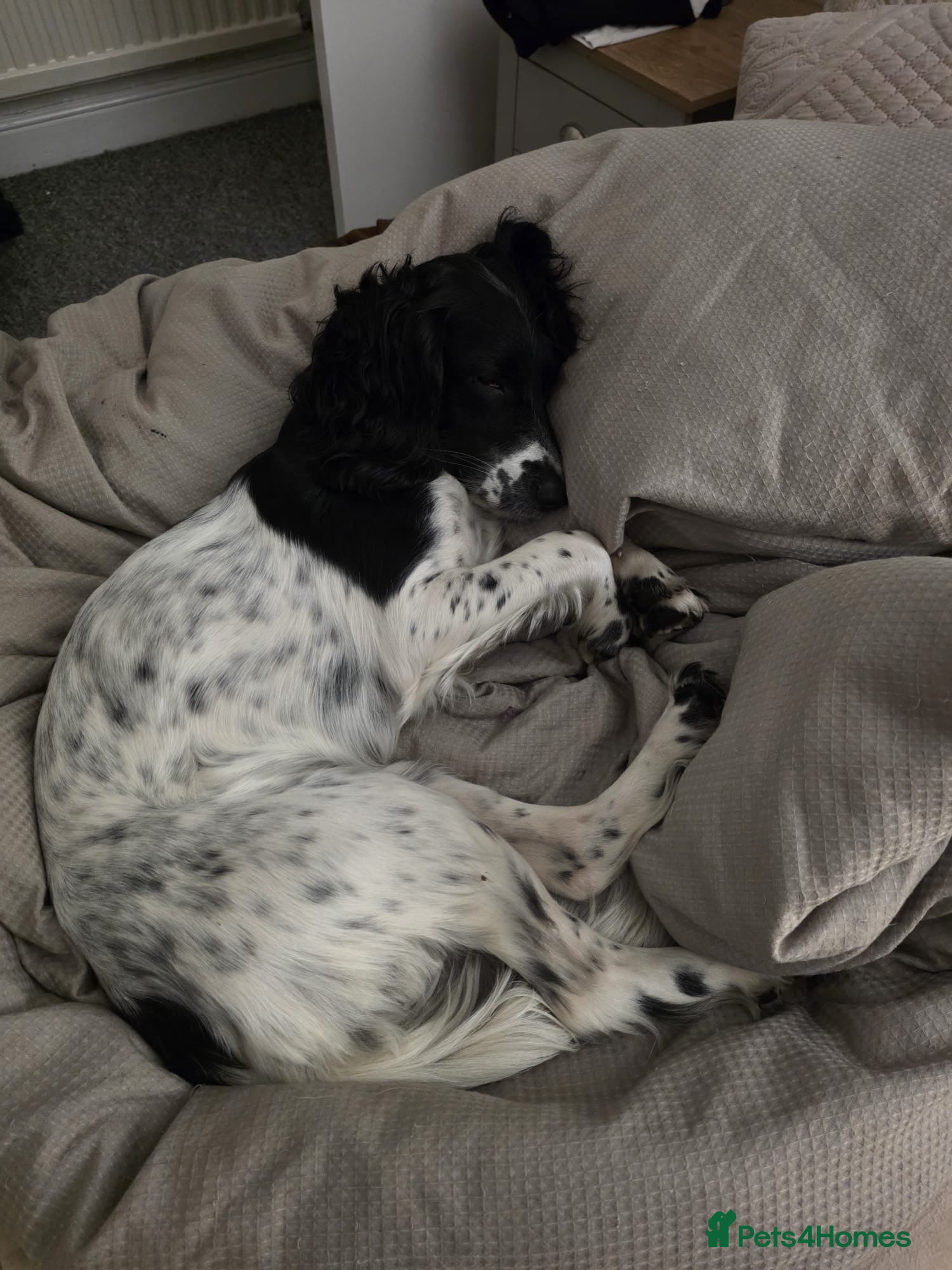 Sprocker dogs Sproker  - Advert 1