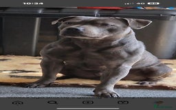 Staffordshire Bull Terrier dogs for sale: 💥READY TO LEAVE NOW 💥 PURE BLUE STAFFS PUPS🩵 in Barnsley - Image 24