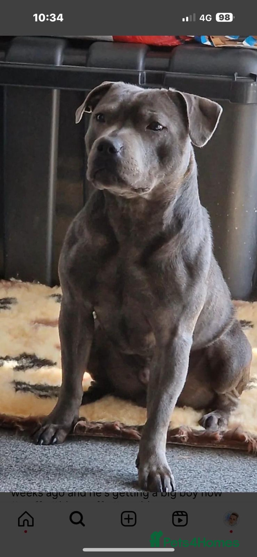 Staffordshire Bull Terrier dogs for sale: 💥READY TO LEAVE NOW 💥 PURE BLUE STAFFS PUPS🩵 in Barnsley - Image 24