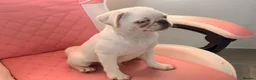 Pug dogs for sale: White KC Pug Boy Blue Eye only one left - Advert 4