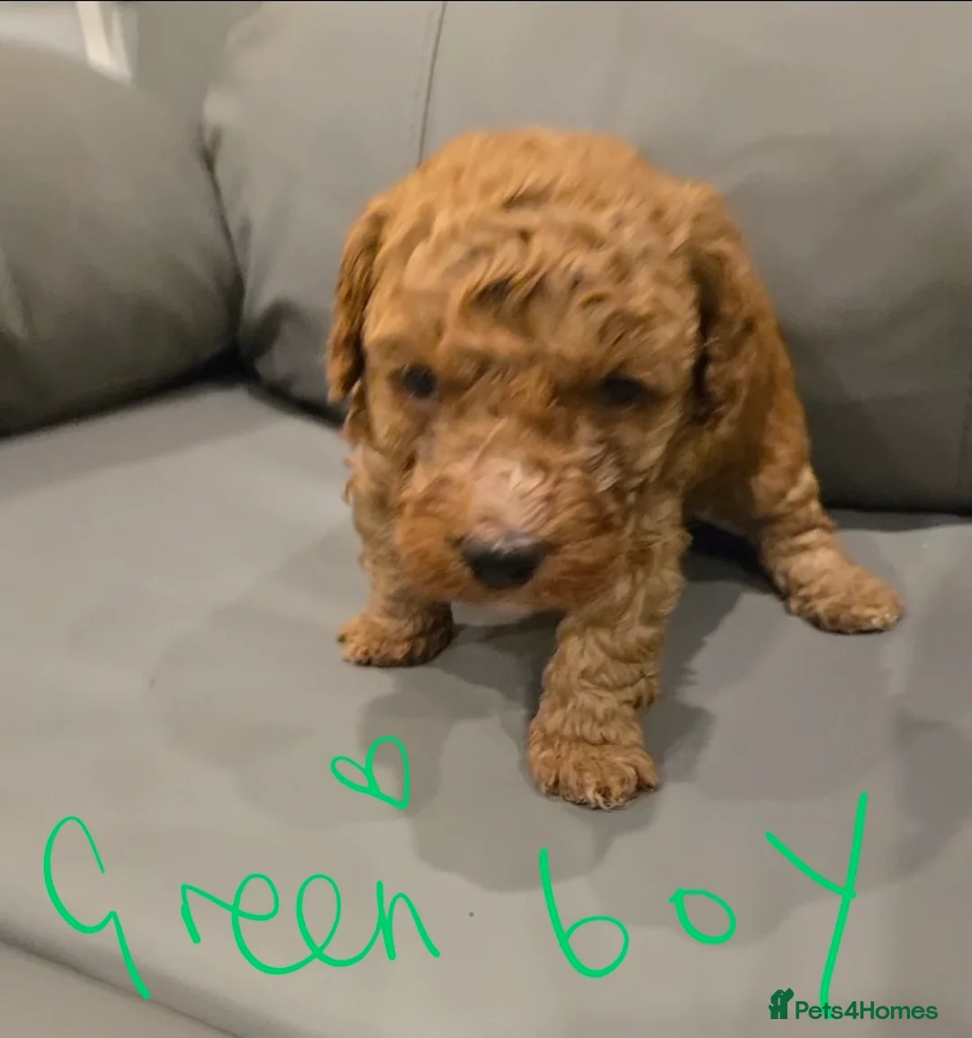 Mixed Breed dogs for sale: Beautiful Health Tested Poochon Cross Puppies  - Advert 14