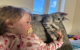 Maine Coon cats for sale: Female main coon  - Image 5