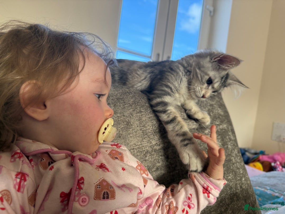 Maine Coon cats for sale: Female main coon  - Image 5