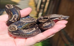 Snake reptiles for sale: Female IMG boa constrictor - Image 1