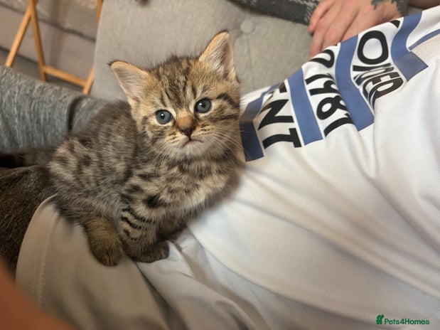 British Shorthair cats - Advert 3