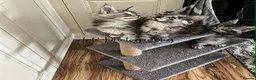 Maine Coon cats for sale: TICA Registered Maine Coon/ Polydactyl - Advert 16