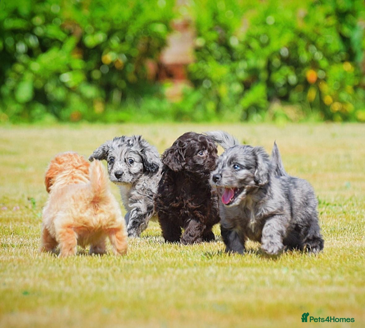 Cockapoo dogs Beautiful puppies  - Advert 2