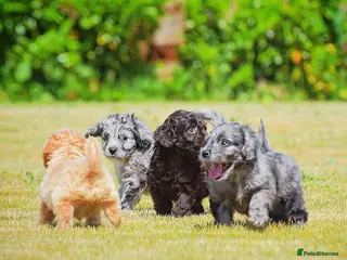 Cockapoo dogs Beautiful puppies - Advert 4