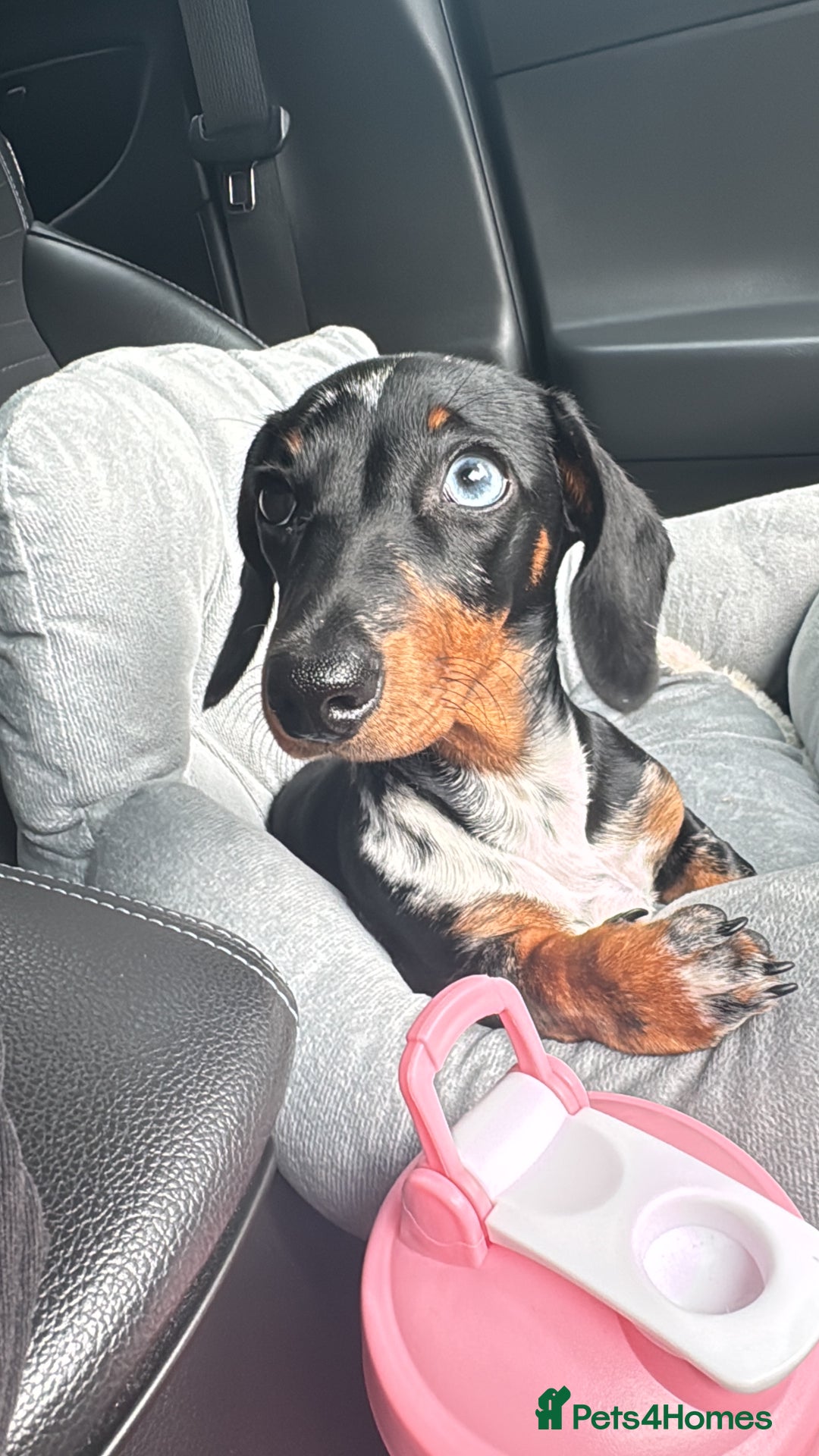 Miniature Dachshund dogs for sale: Miniature Dachshund - Advert 3