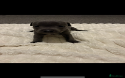 Staffordshire Bull Terrier dogs for sale: KC Registered Blue Staffordshire Bull Terrier  - Image 7