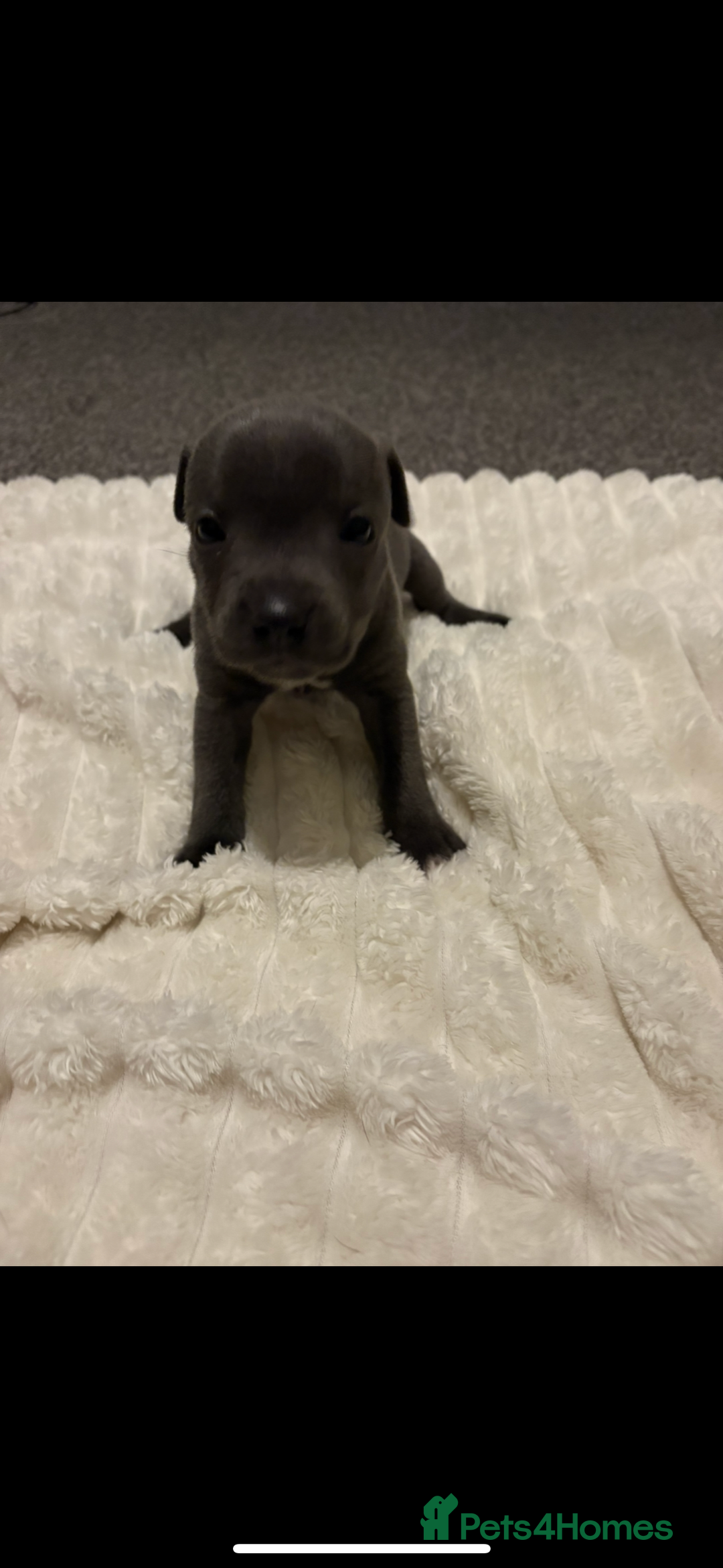 Staffordshire Bull Terrier dogs for sale: KC Registered Blue Staffordshire Bull Terrier  - Image 7