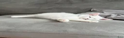 Mixed Breed cats for sale: Two cats for sale  - Advert 3