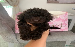 Toy Poodle dogs for sale: Chocolate toy poodles  - Image 2