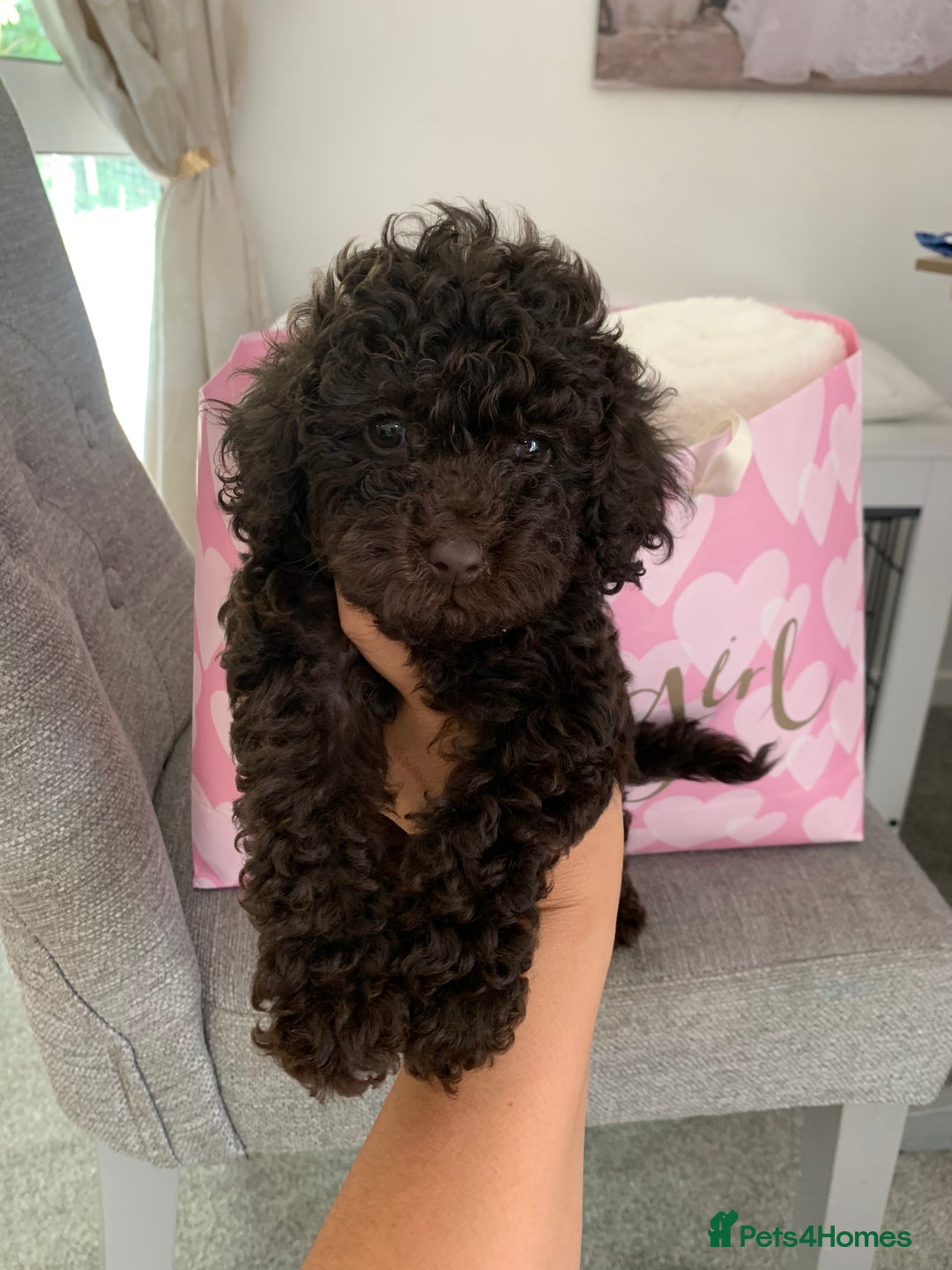 Toy Poodle dogs for sale: Chocolate toy poodles  - Image 2