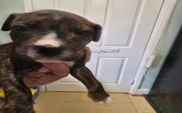 Mixed Breed dogs for sale: Bullmastiff x staff puppies - Image 9
