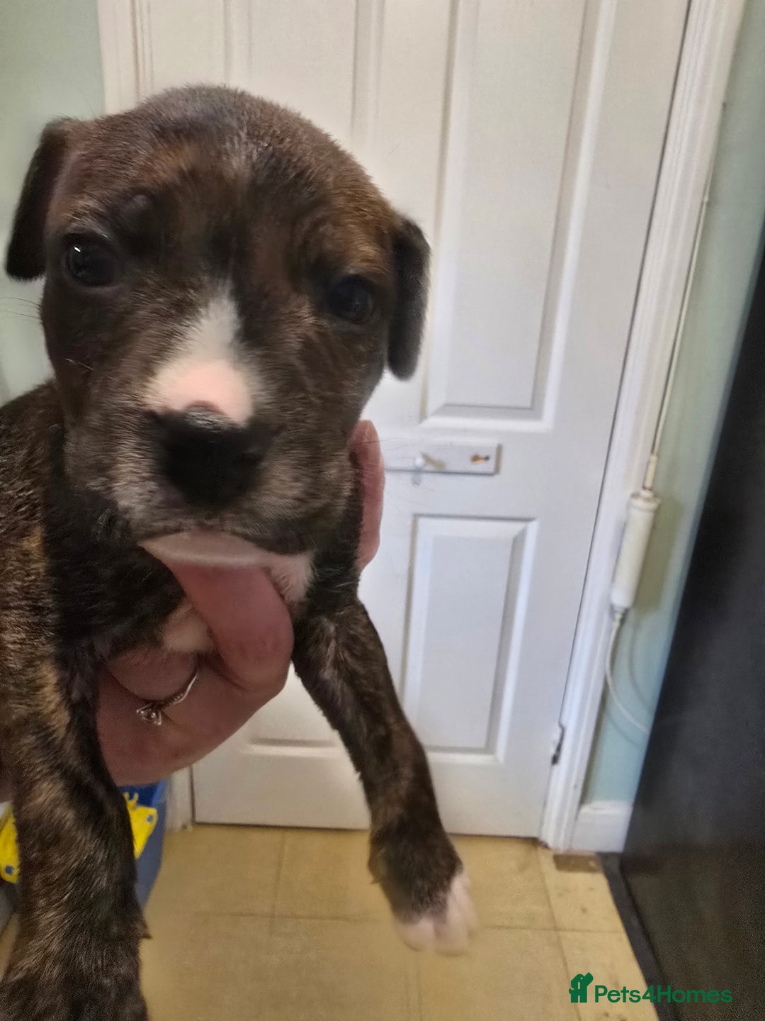 Mixed Breed dogs for sale: Bullmastiff x staff puppies - Image 9