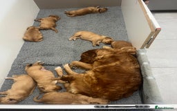Golden Retriever dogs for sale: Litter of 8 (2 males & 2 females available) - Image 14