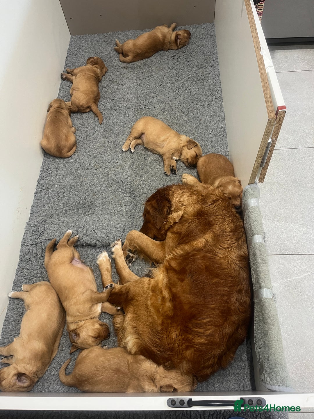 Golden Retriever dogs for sale: Litter of 8 (2 males & 2 females available) - Image 14