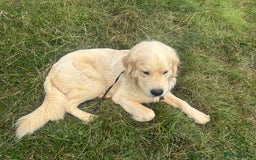 Golden Retriever dogs for adoption: Mo * Golden Retriever *240782 - Image 2