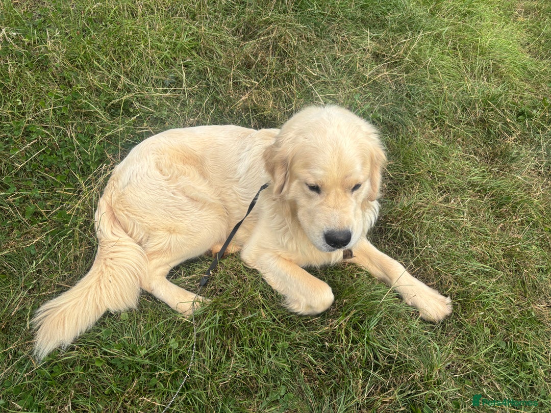 Golden Retriever dogs for adoption: Mo * Golden Retriever *240782 - Image 2