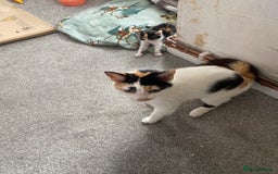 British Longhair cats for sale: 4 beautiful fluffy kittens  - Image 1