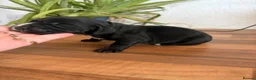 Cocker Spaniel dogs for sale: Last SHOW quality girl  - Advert 5