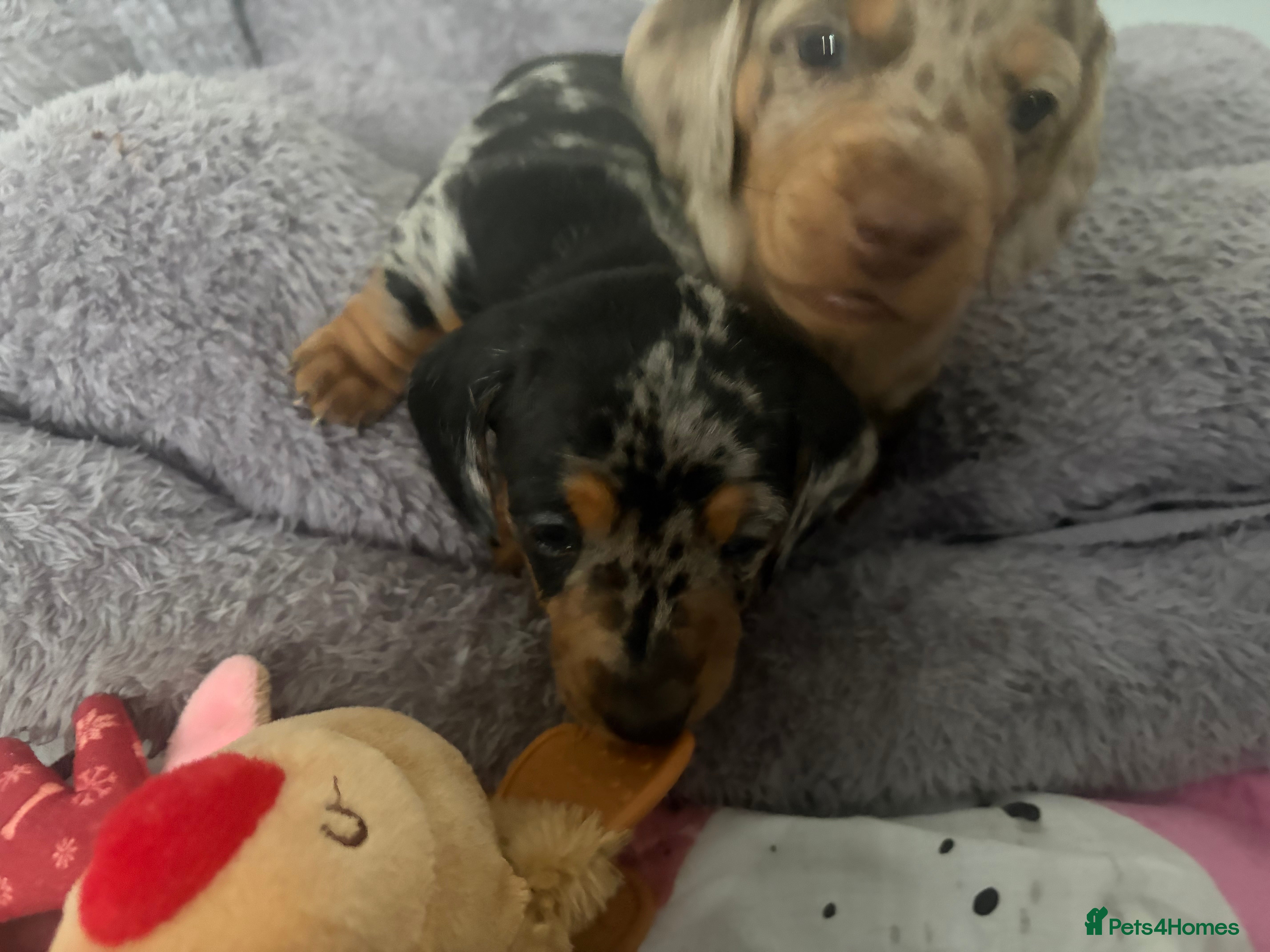 Dachshund dogs 2 boy Miniture dashund puppies for sale  - Advert 8