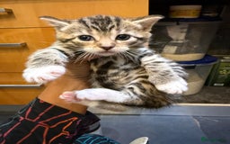 Mixed Breed cats for sale: Last blonde female left from litter of three. - Image 5