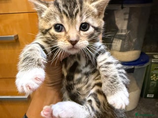 Mixed Breed cats - Advert 16