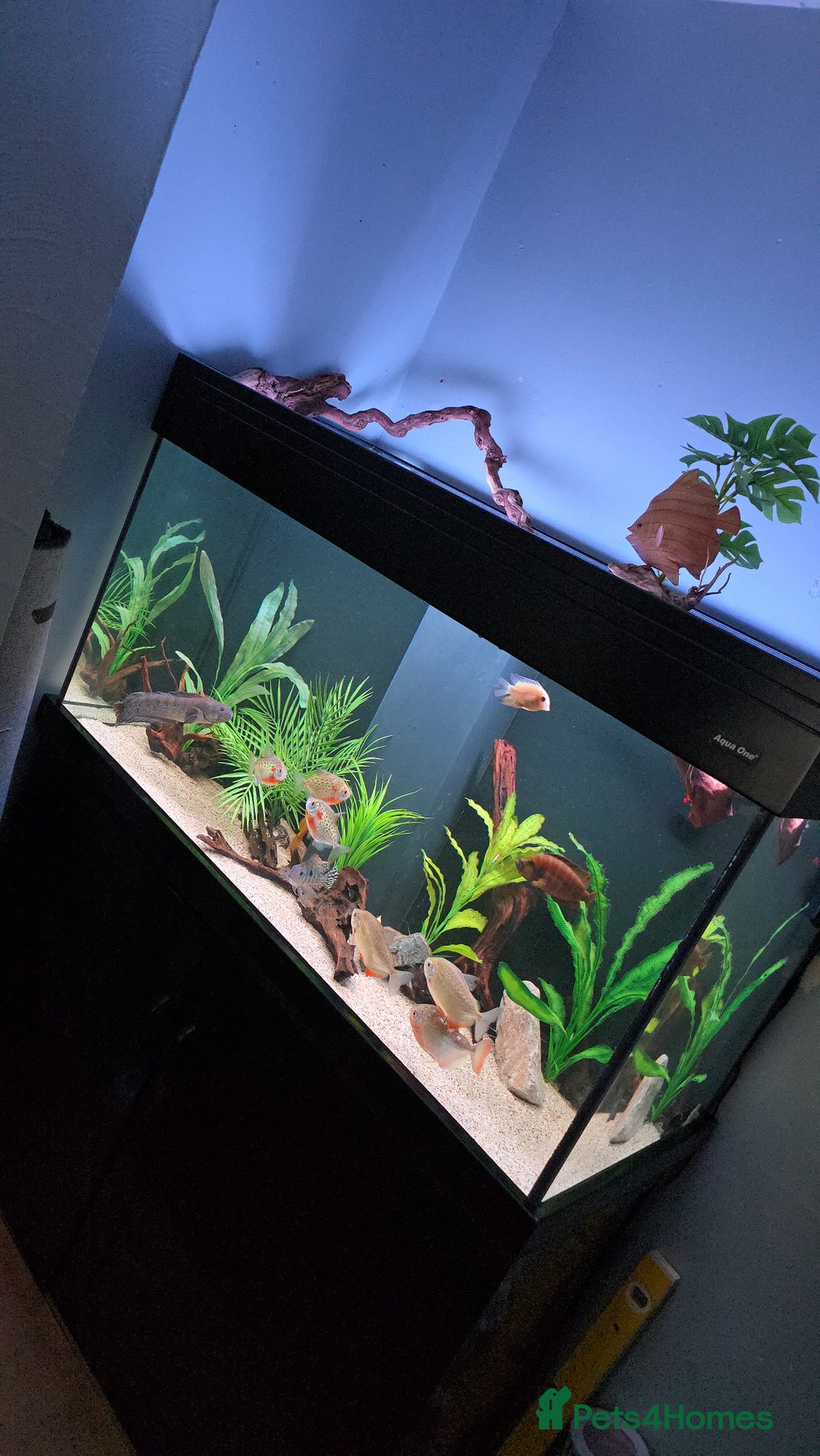 Other/Mixed Breed fish for sale: Aqua one 400 full set up plus more  - Image 4