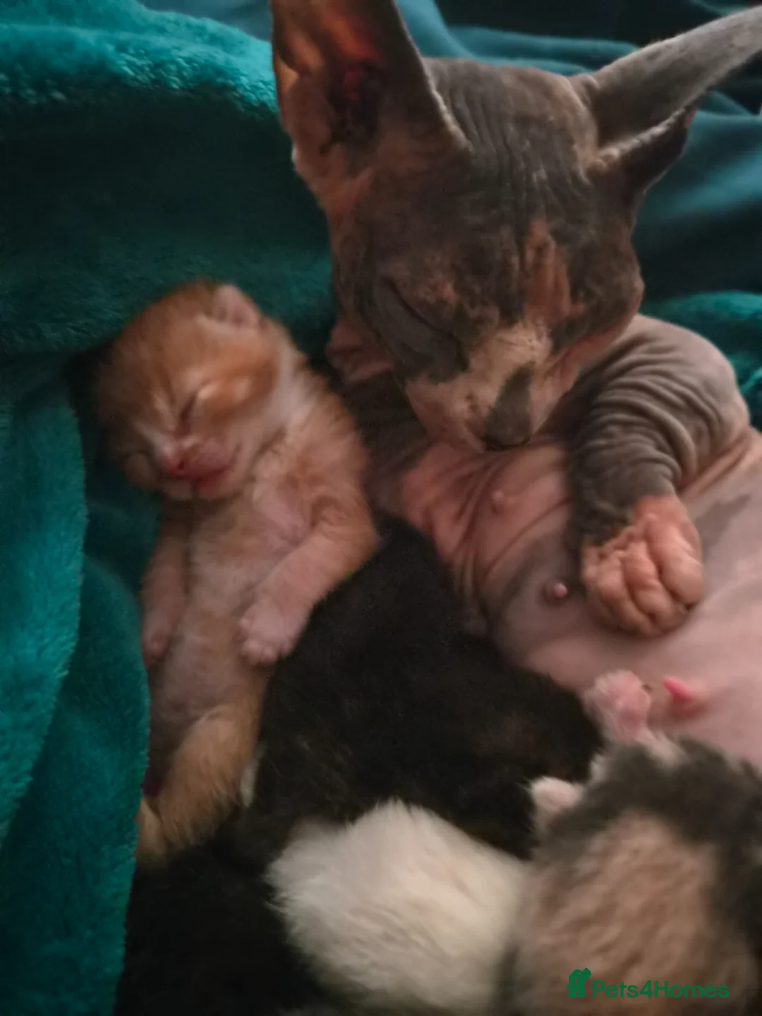 Munchkin cats for sale: Amazing little munchkins!! - Advert 6