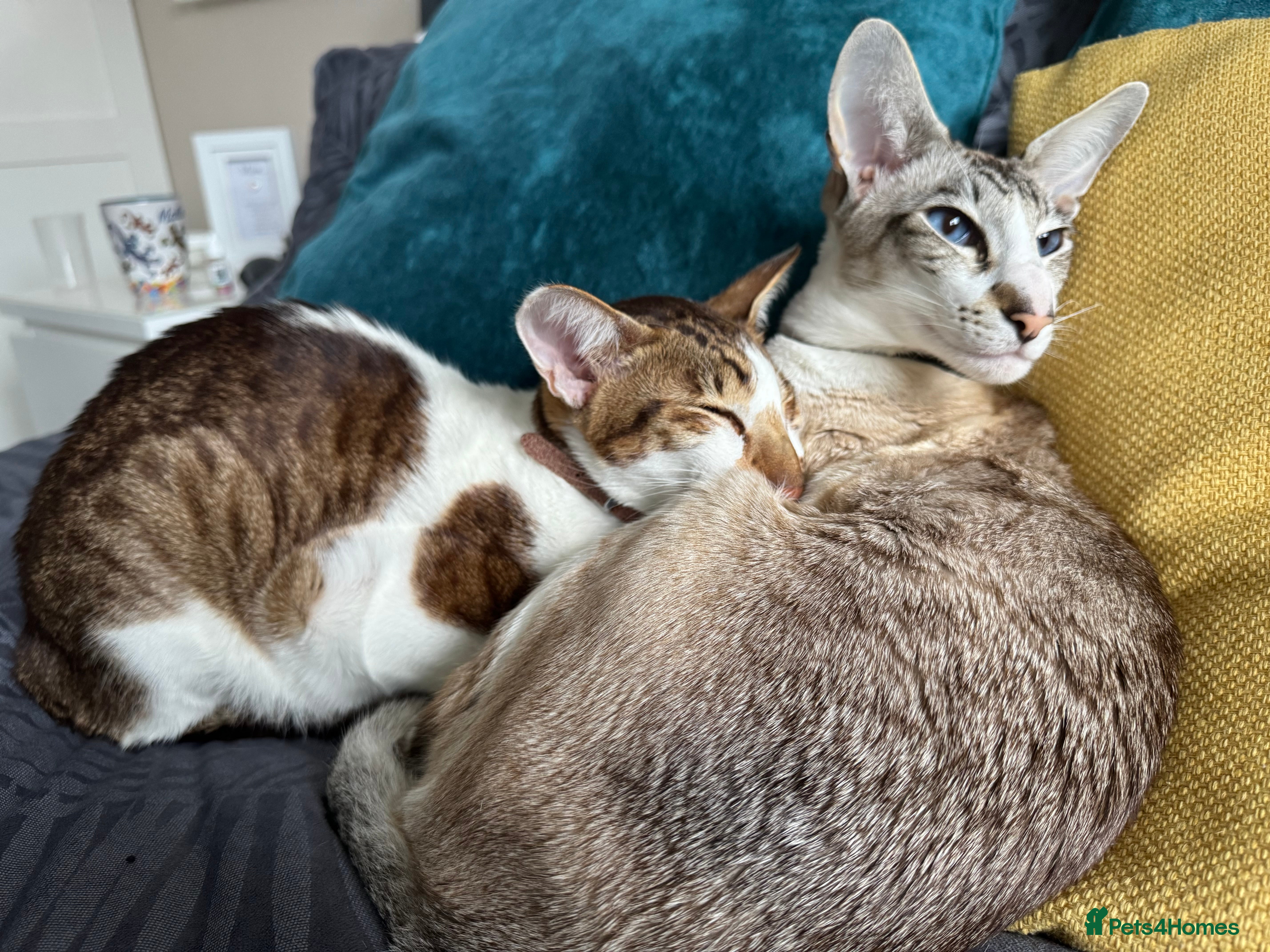 Peterbald cats Theo and Lewis (ginger )  - Advert 1