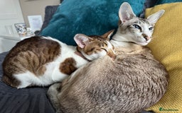 Peterbald cats for sale: Theo and Lewis (ginger )  - Image 1
