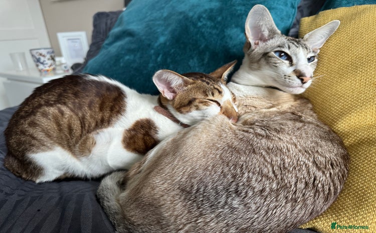 Peterbald cats - Advert 1